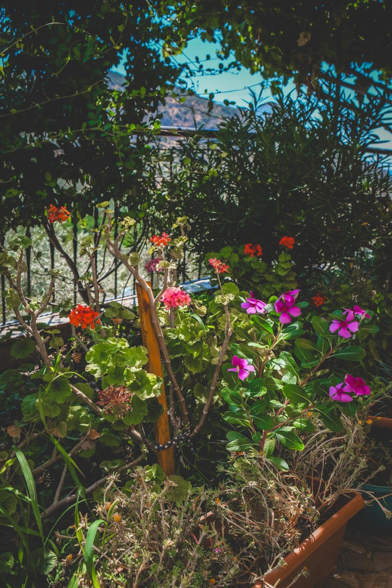 Natureland Efes מלון דירות